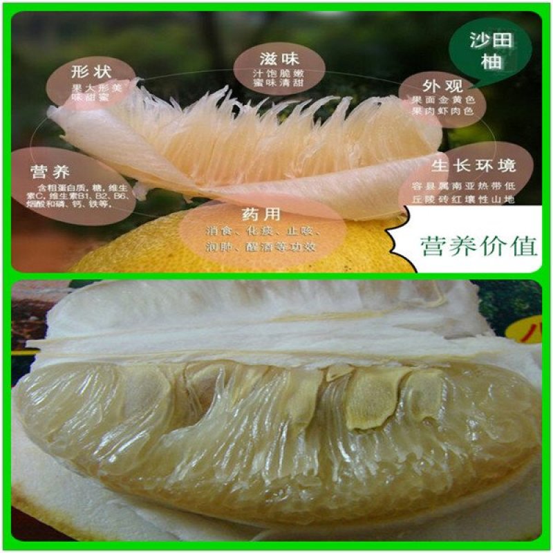 广西容县正宗沙田柚苗大苗杯苗
