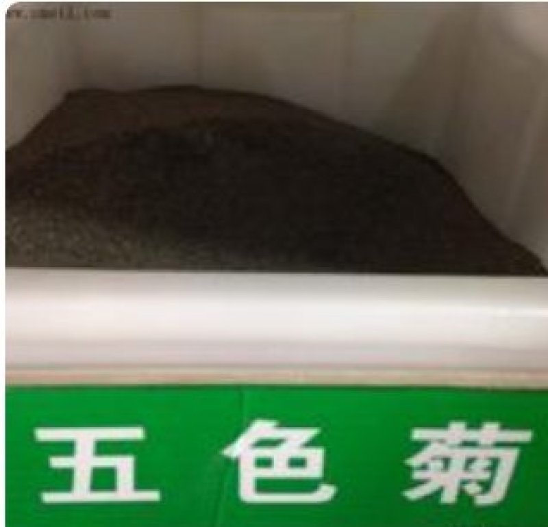 五色菊种子原产澳大利亚性喜温暖向阳多色混合易