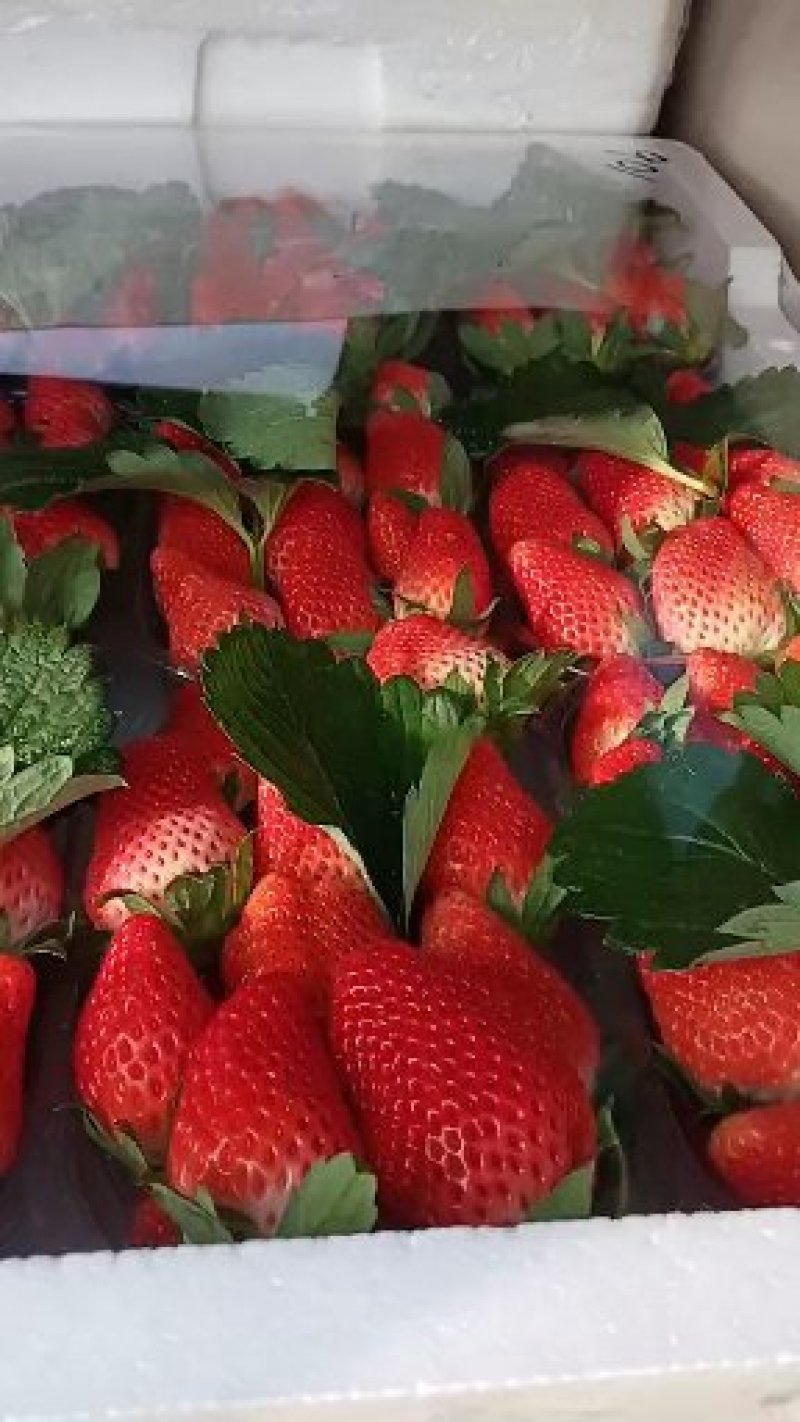 草莓大量上市欢迎光临