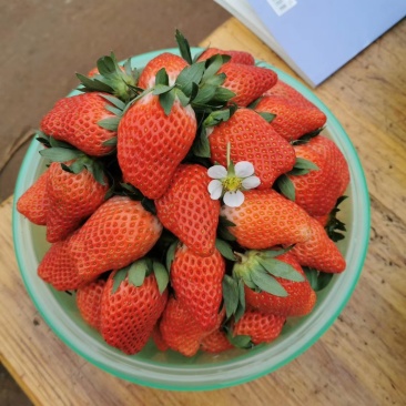草莓大量上市欢迎光临
