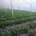 草莓大量上市欢迎光临