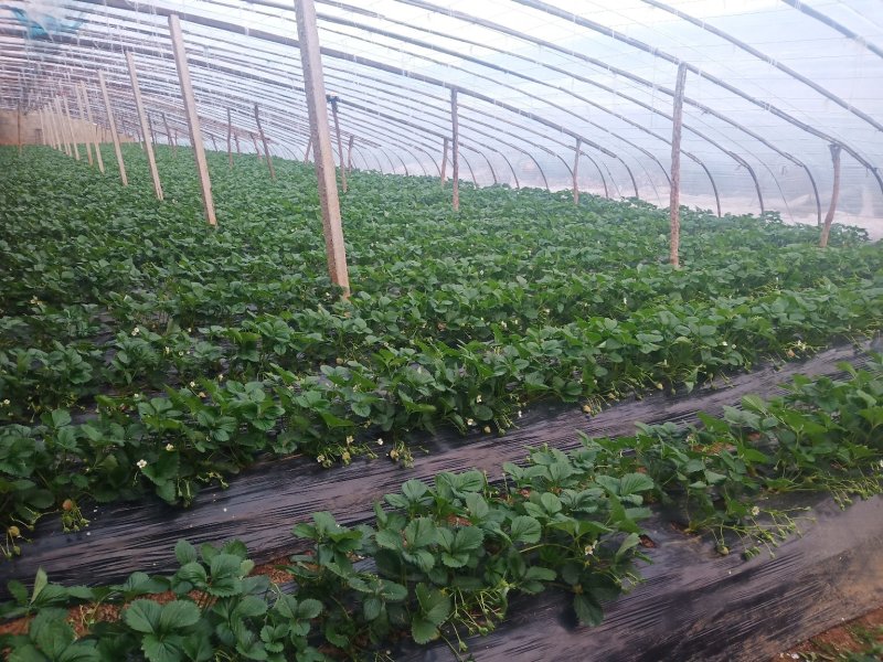 草莓大量上市欢迎光临