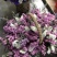 干花勿忘我水晶草情人草