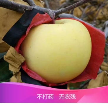 大连瓦房店黄元帅苹果5斤一件包邮