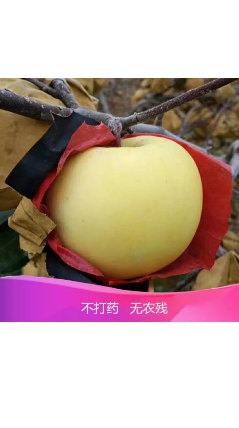 大连瓦房店黄元帅苹果5斤一件包邮