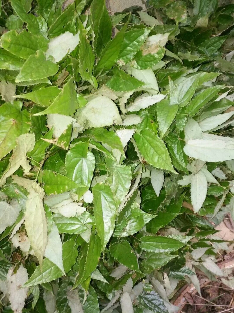 甘肃陇南高含量柔毛淫羊藿种苗，需要的种植的老板联系