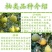 广西容县正宗沙田柚苗大苗杯苗