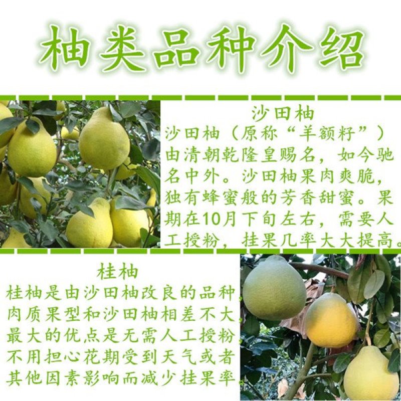 广西容县正宗沙田柚苗大苗杯苗