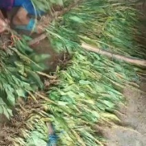 希要见血清老板联系我，大量有货