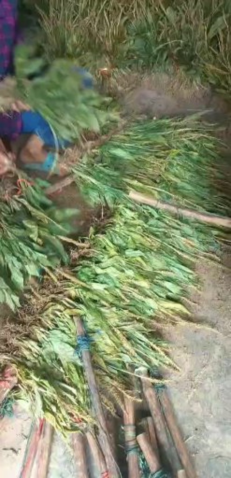 希要见血清老板联系我，大量有货