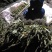 希要见血清老板联系我，大量有货