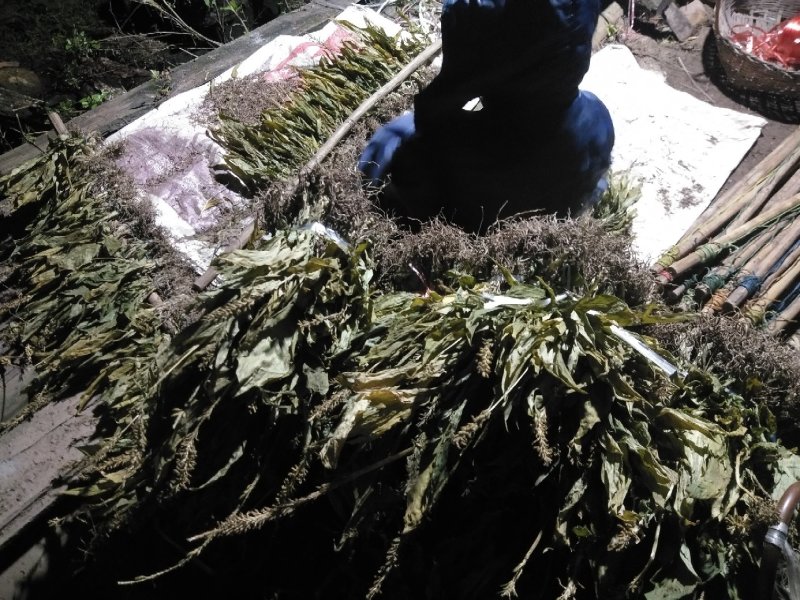 希要见血清老板联系我，大量有货