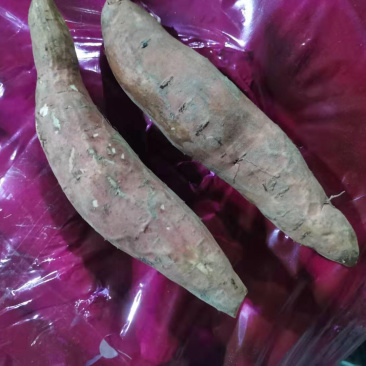 【精选红薯】烟薯小块,雄安红薯,烟薯25,大量供应
