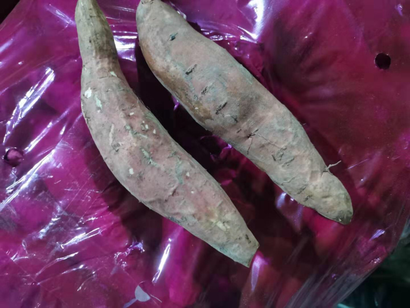 【精选红薯】烟薯小块，雄安红薯，烟薯25，大量供应