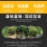 黑加仑苗葡萄苗树苗果树苗