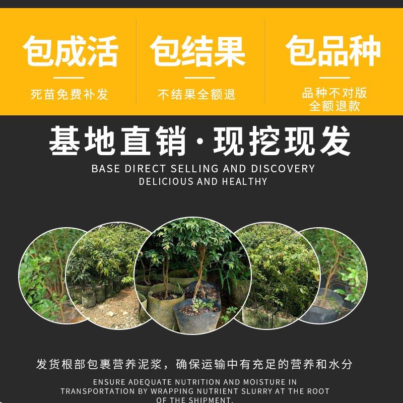 黑加仑苗葡萄苗树苗果树苗
