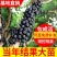 黑加仑苗葡萄苗树苗果树苗