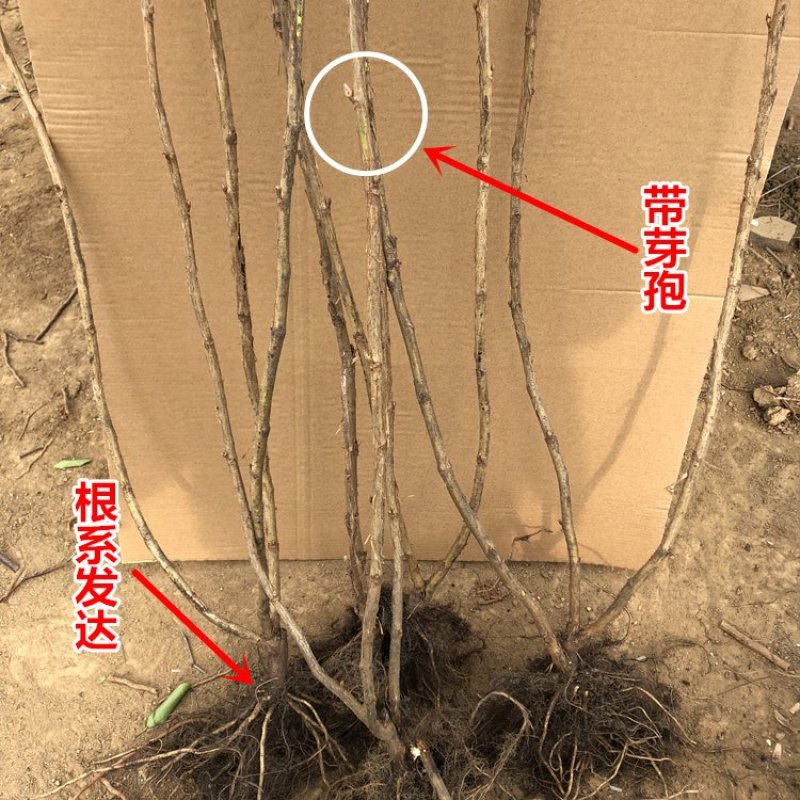 黑加仑苗葡萄苗树苗果树苗