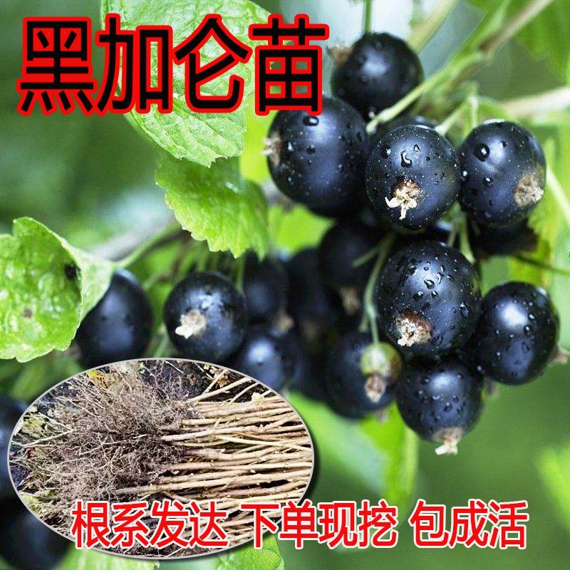 黑加仑苗葡萄苗树苗果树苗