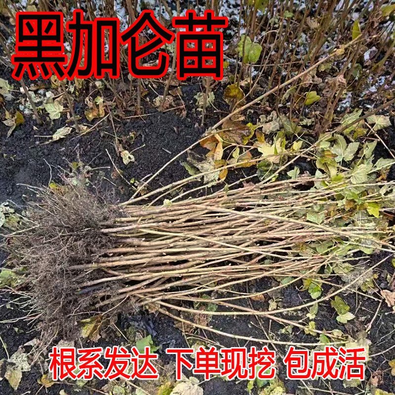 黑加仑苗葡萄苗树苗果树苗