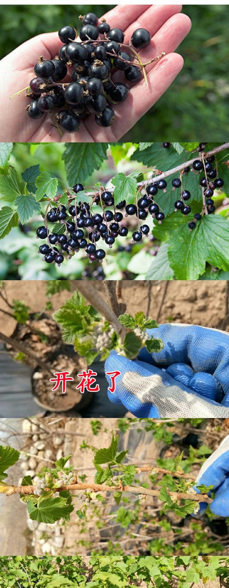 黑加仑苗葡萄苗树苗果树苗
