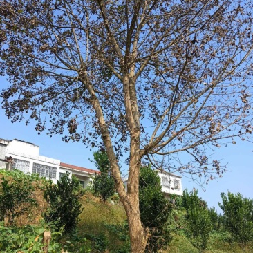 精品元宝枫201~300cm产地直供大量有货质量保证