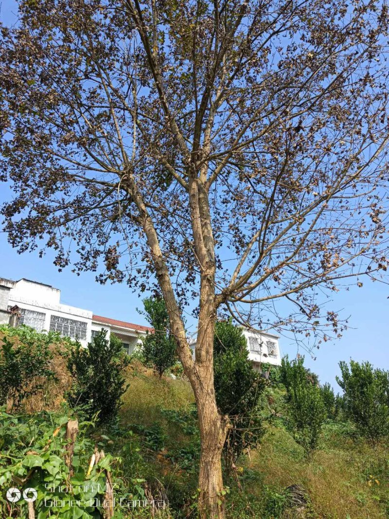精品元宝枫201~300cm产地直供大量有货质量保证