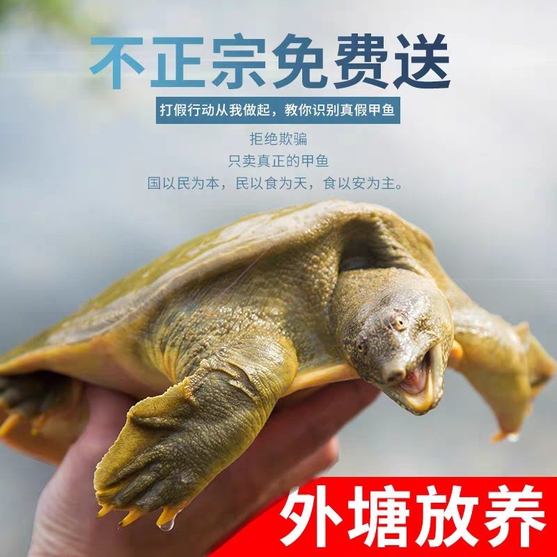 生态外塘放养甲鱼活体团鱼鲜活物小王八中华水鱼食用脚鱼青黄