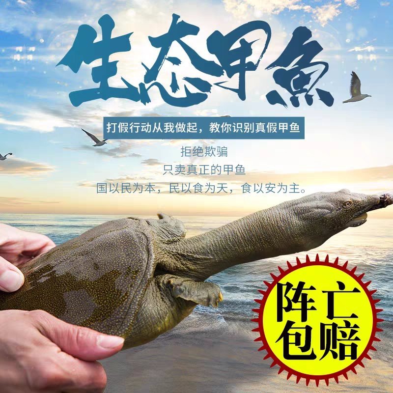 生态外塘放养甲鱼活体团鱼鲜活物小王八中华水鱼食用脚鱼青黄