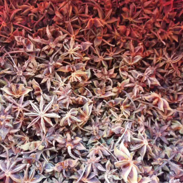 大红八角干枝一级果无硫足干成色好产地货源