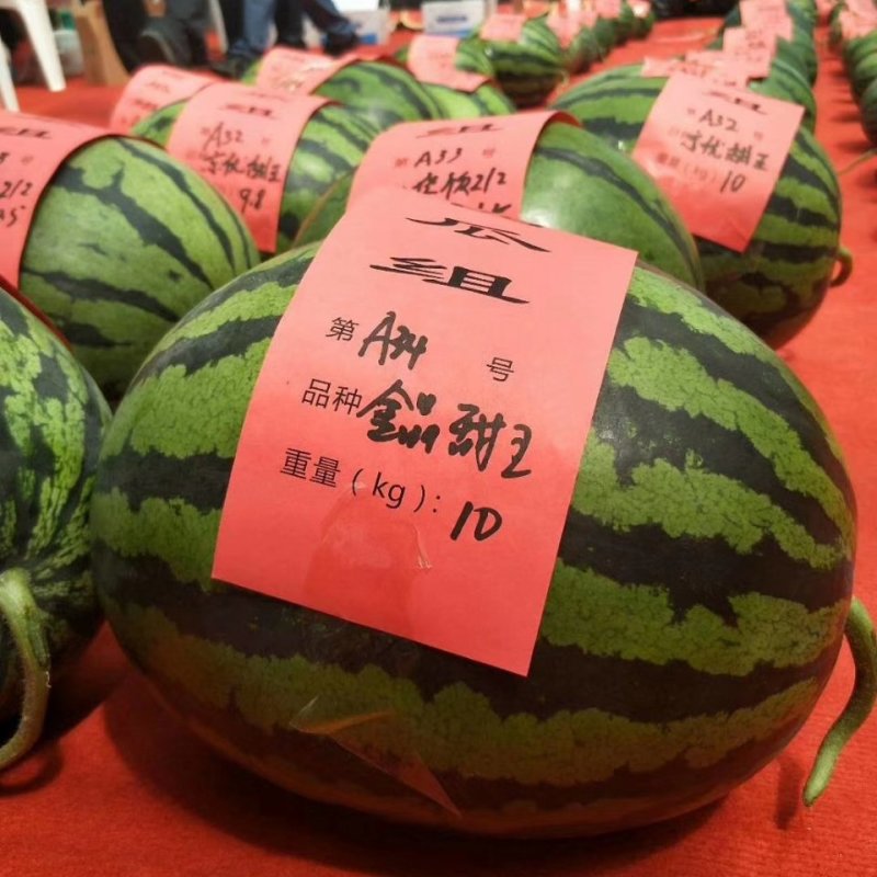 金品甜王西瓜种子高品质甜王西瓜品种高糖口感甜脆爽皮薄坚韧