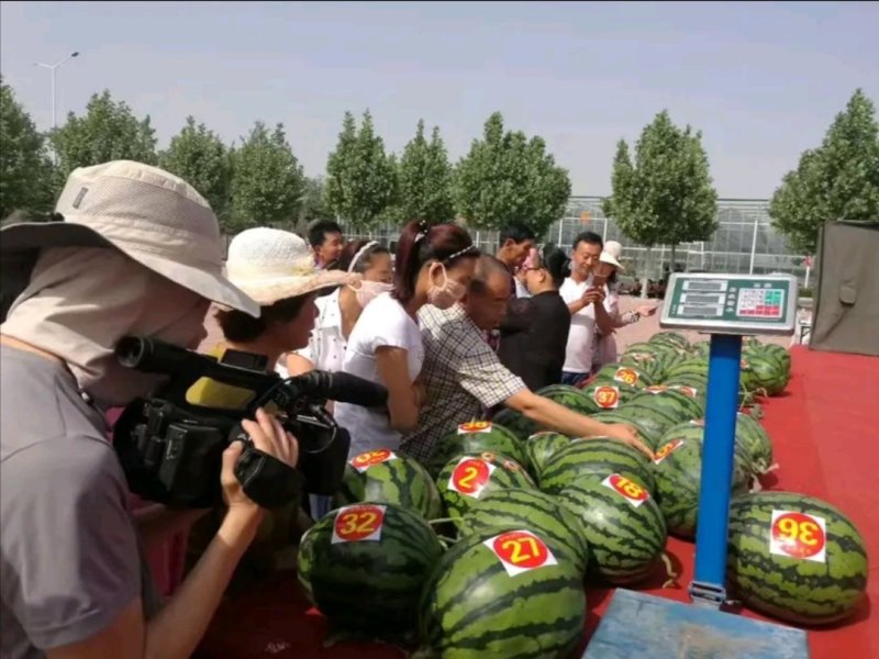 金品甜王西瓜种子高品质甜王西瓜品种高糖口感甜脆爽皮薄坚韧