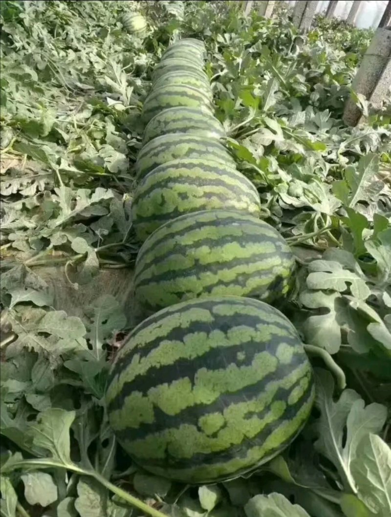 金品甜王西瓜种子高品质甜王西瓜品种高糖口感甜脆爽皮薄坚韧