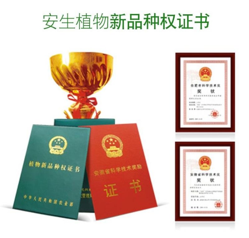 金品甜王西瓜种子高品质甜王西瓜品种高糖口感甜脆爽皮薄坚韧