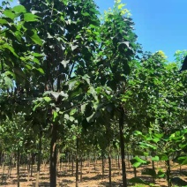 出售楸树规格齐全相信你的选择，相信我们的专业