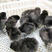 五黑鸡苗孵化场直销头苗，质量保证，诚信经营