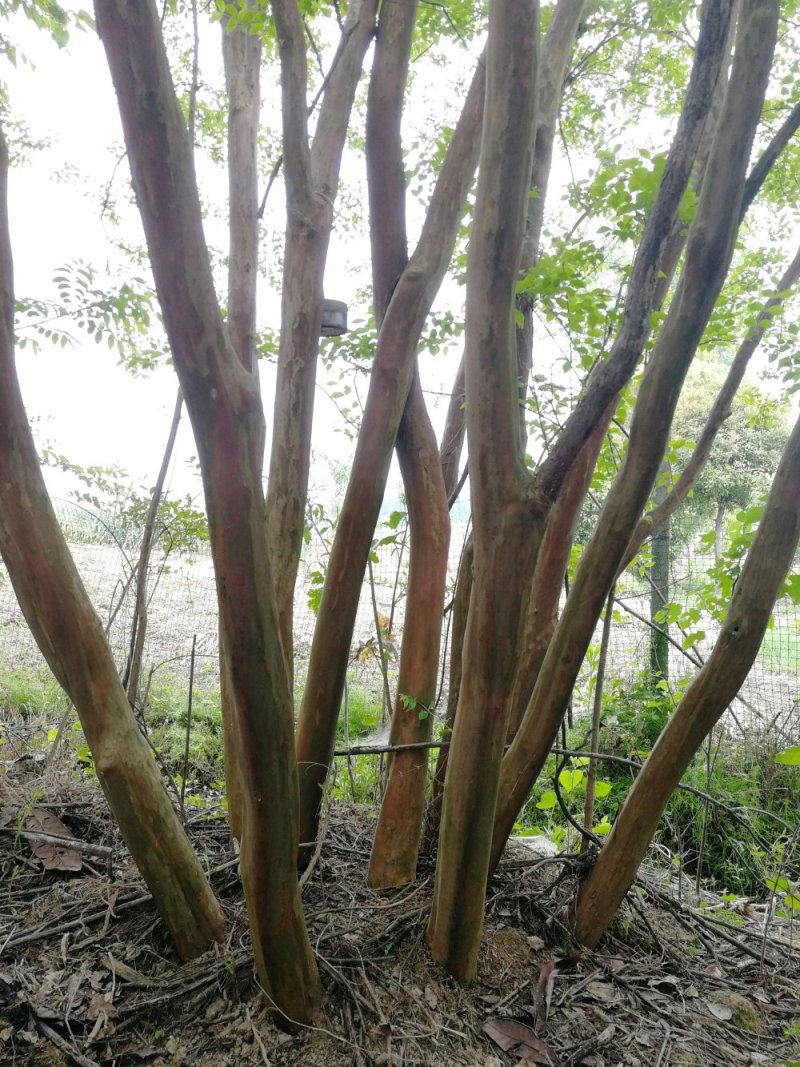 紫薇、精品丛生，杆直型美