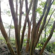 紫薇、精品丛生，杆直型美