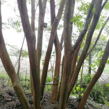 紫薇、精品丛生，杆直型美