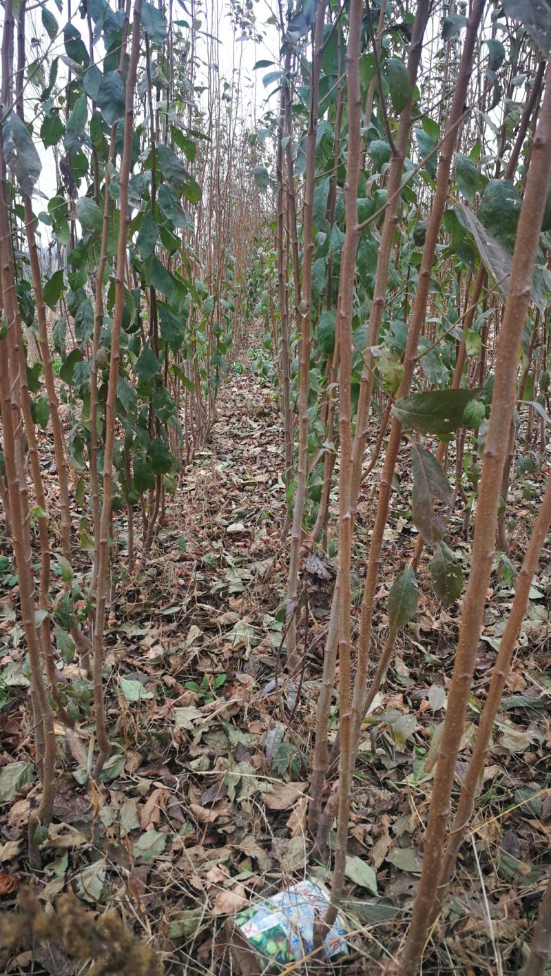 杏树苗，芒果杏，荷兰香蜜杏，吊干杏，苗圃现挖，产地直供
