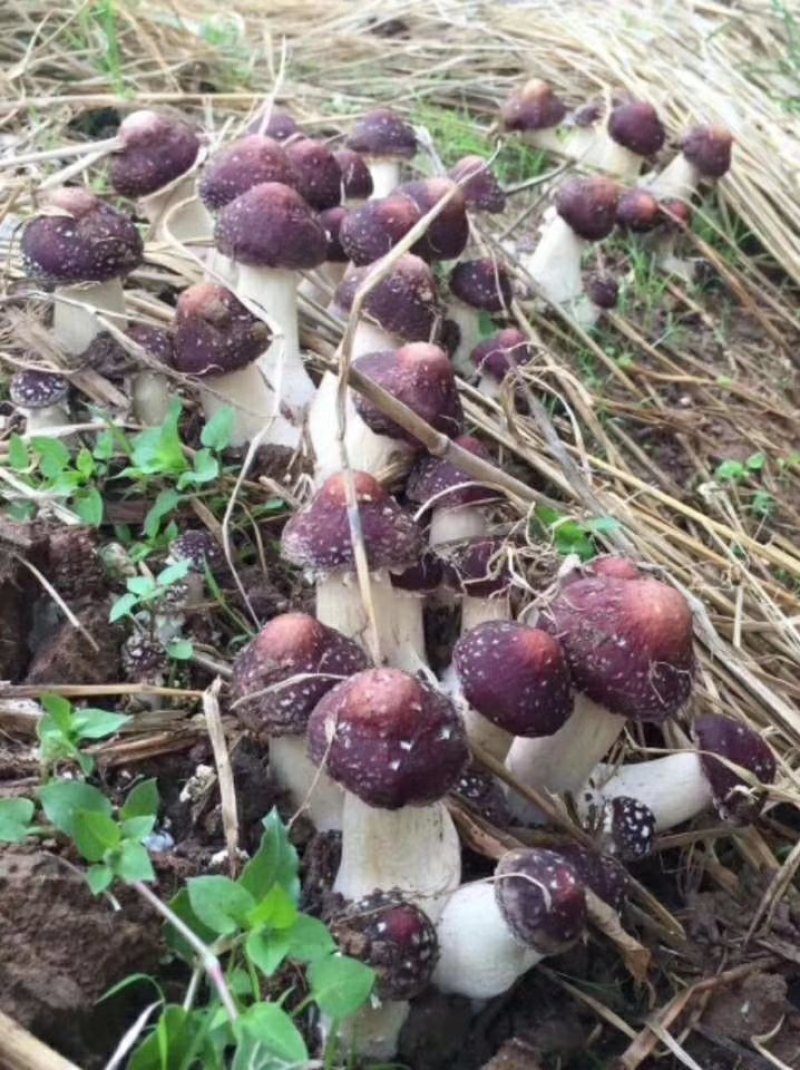 蘑菇，香菇，鲜蘑菇，姬松茸，赤松茸，松茸，