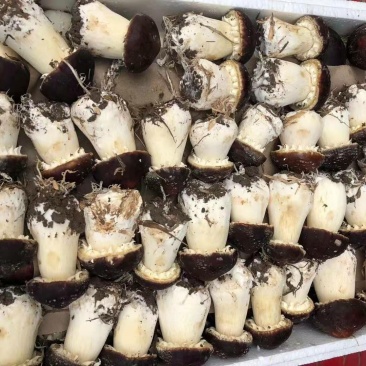 蘑菇，香菇，鲜蘑菇，姬松茸，赤松茸，松茸，