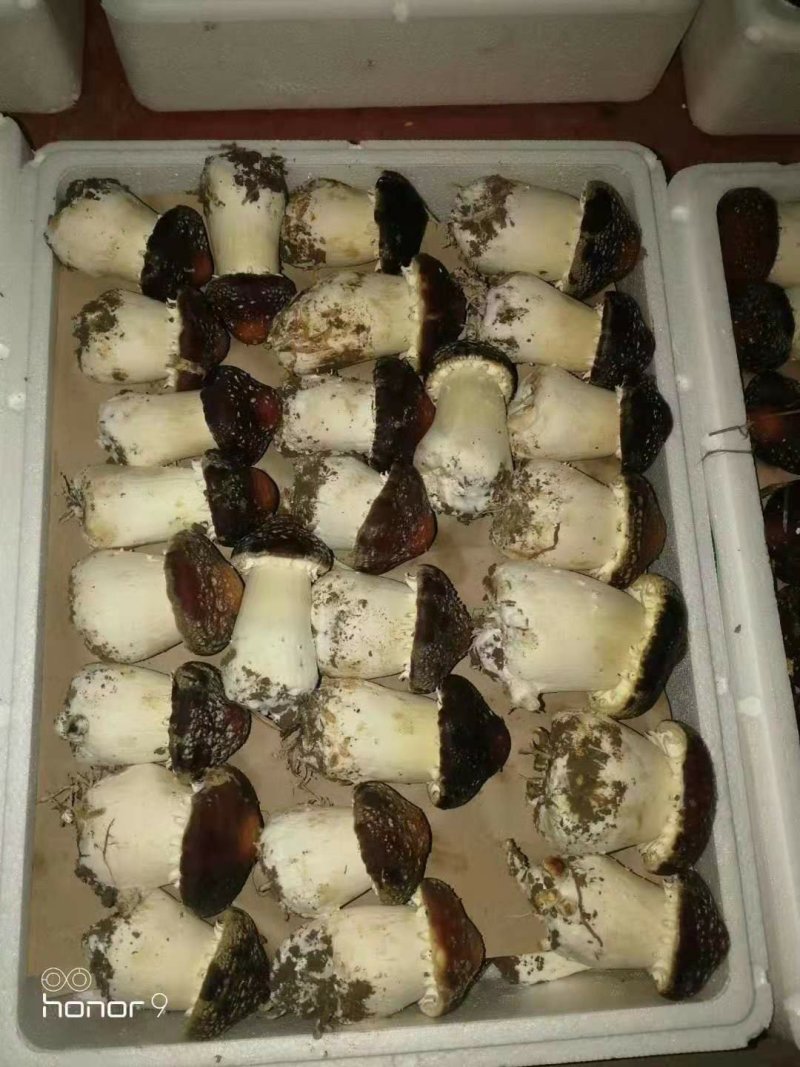 蘑菇，香菇，鲜蘑菇，姬松茸，赤松茸，松茸，
