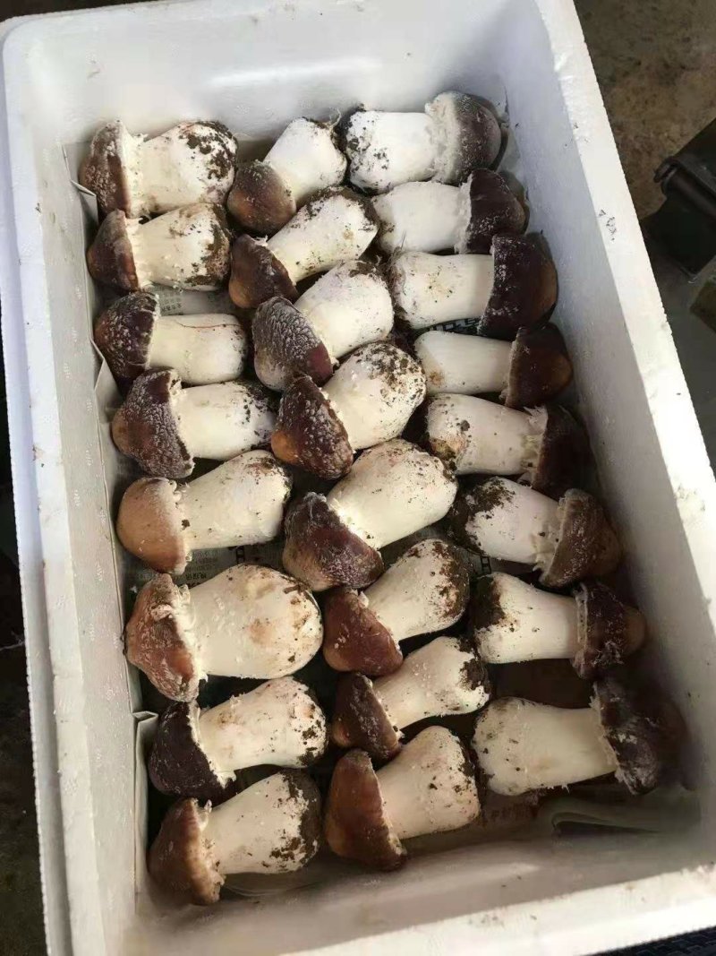 蘑菇，香菇，鲜蘑菇，姬松茸，赤松茸，松茸，