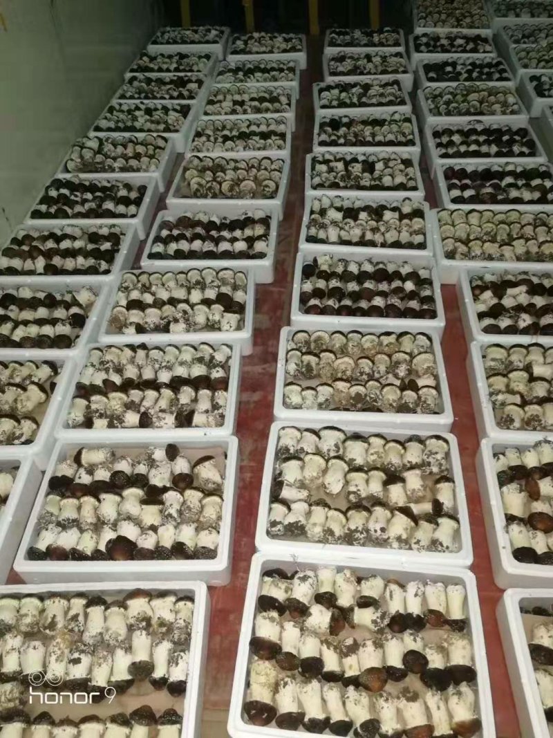 蘑菇，香菇，鲜蘑菇，姬松茸，赤松茸，松茸，
