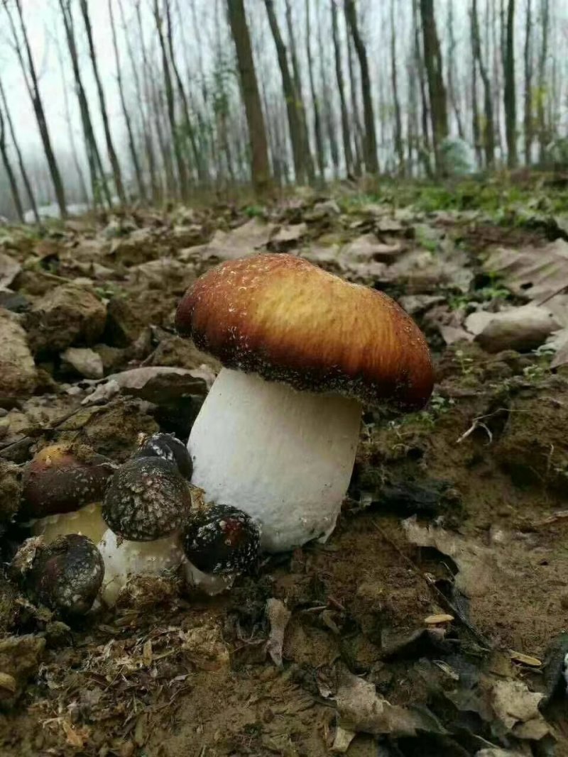 蘑菇，香菇，鲜蘑菇，姬松茸，赤松茸，松茸，