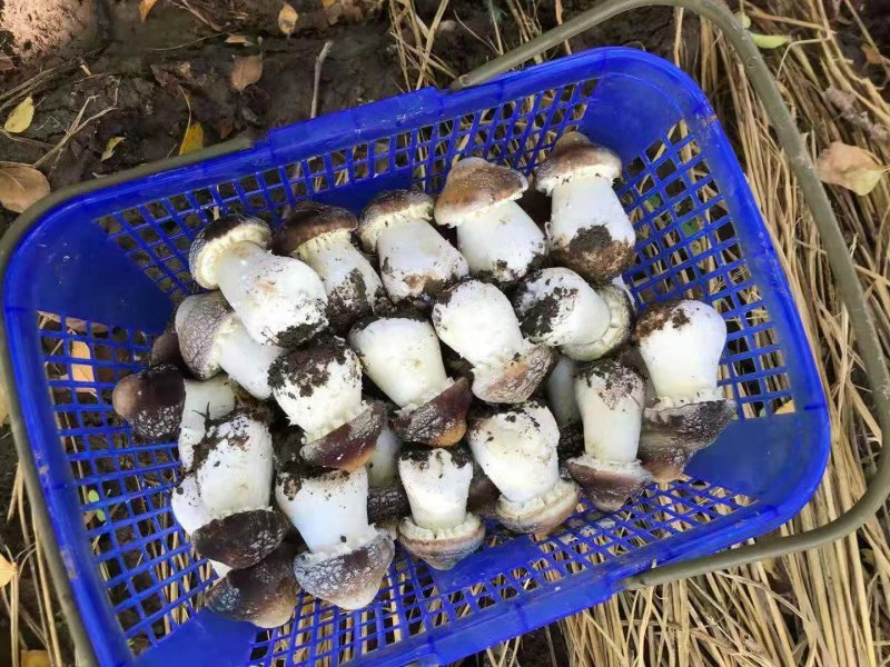 蘑菇，香菇，鲜蘑菇，姬松茸，赤松茸，松茸，