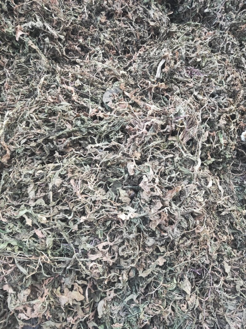 干蒲公英整颗晒干批发农家2019年新晒