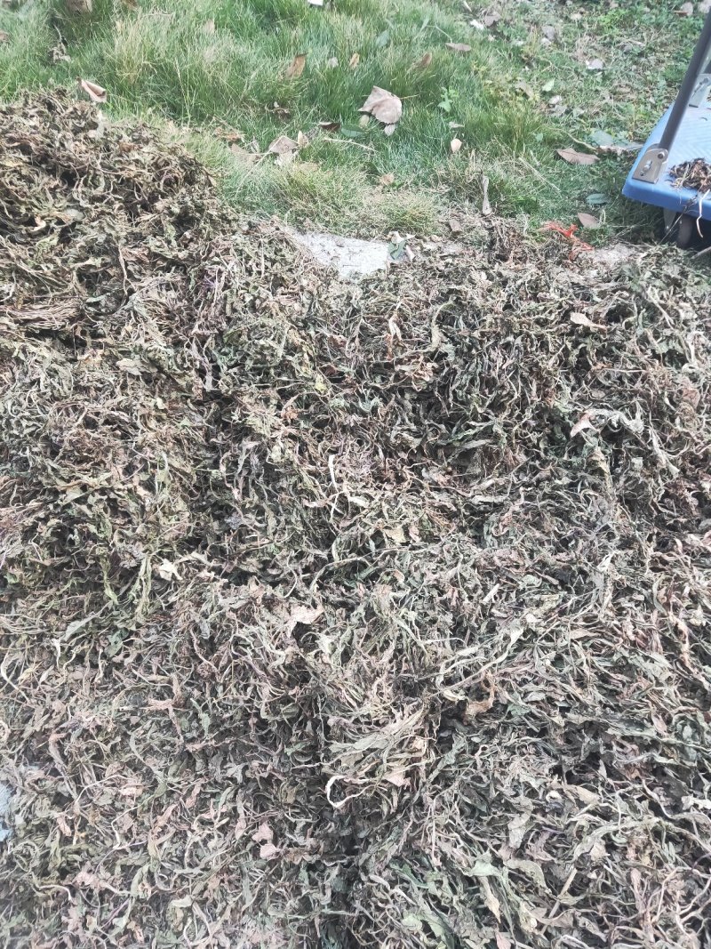干蒲公英整颗晒干批发农家2019年新晒