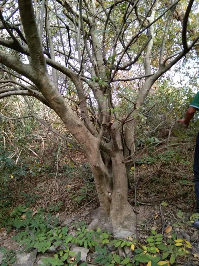 枸骨树桩，可预定……